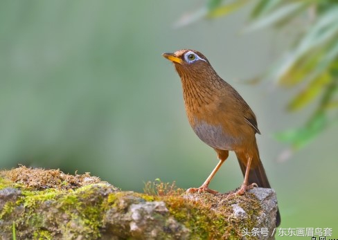 东东画眉鸟原毛讲解,换毛饲料画眉鸟