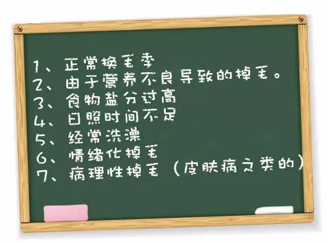 剃除毛发,白猫剃毛