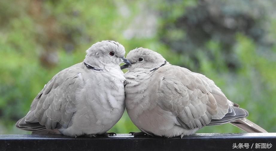 两年恋情敌不过一句生肖不合，我只想问你，到底是不是真心爱我？