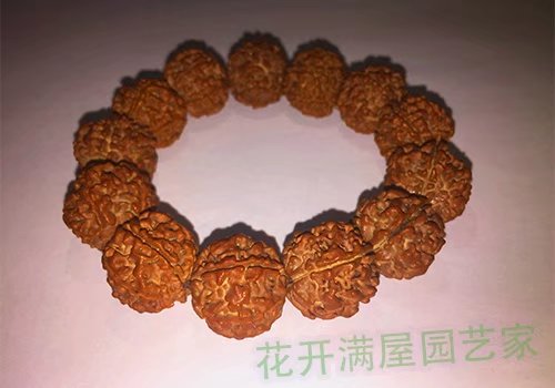 花开满屋园艺家一叶，一菩提，3500年了，只为了