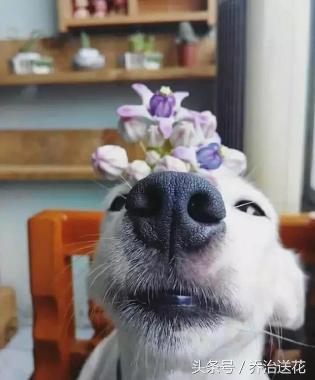 你见过有如此灵性的狗吗,难得一见的好看狗