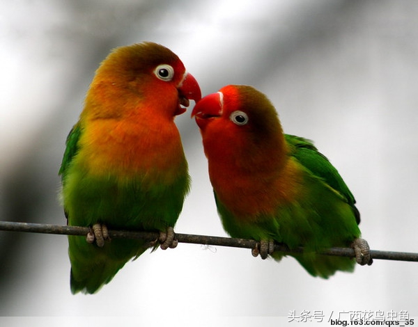 牡丹鹦鹉怎么放养,牡丹鹦鹉到底是笼养好还是散养好