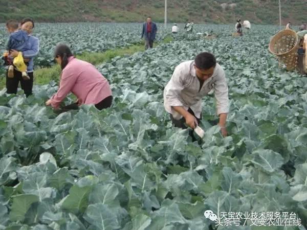 西兰花黑心是什么原因引起的,西兰花黑心病用什么药