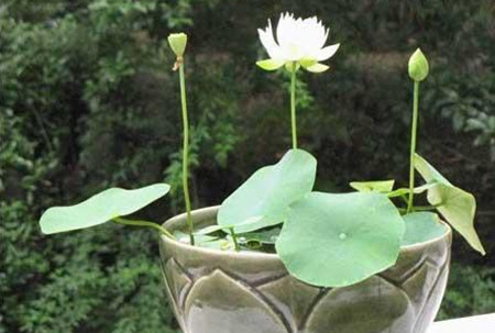 碗莲什么季节开花花期有多久,碗莲哪个品种花期长一点