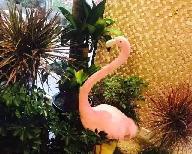 盒子里：仙境般的秘密花园，呼吸间都是浪漫的气息！