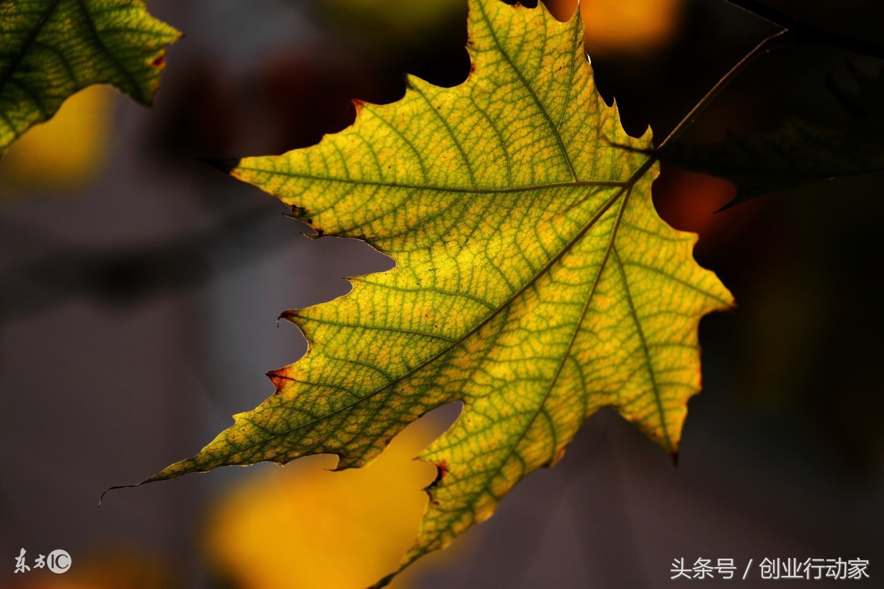 坚持还是放弃这是个问题,坚持还是放弃的说说