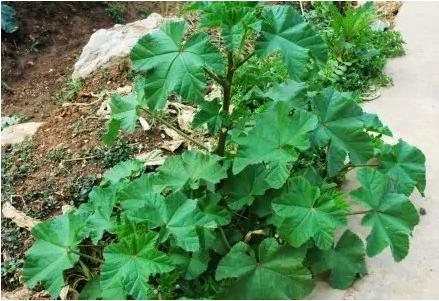 常见中草药图片及讲解,身边常见的中草药功效大全