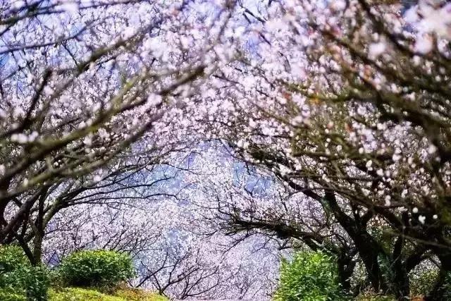 中国国花有什么样的品质,中国国花有什么品质