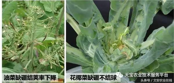 完整的土壤知识快收藏吧,土壤肥料基础知识