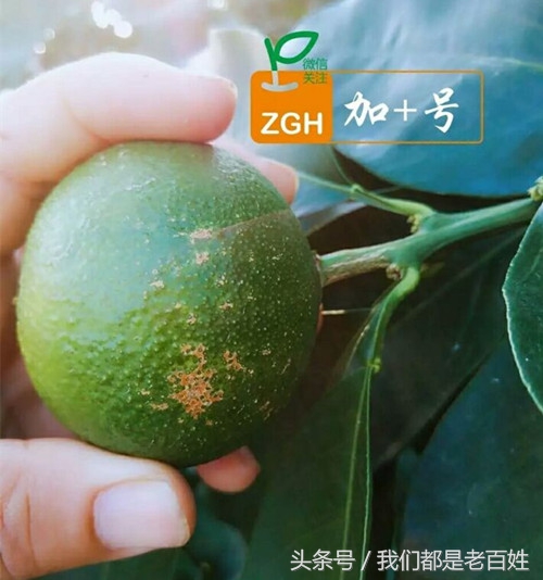 柑橘防灼怎么做,柑橘防日灼的最佳方法