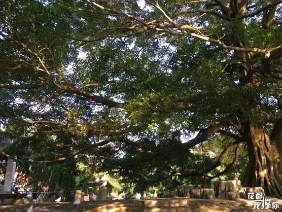 花如此多娇,花都如此多娇全文免费阅读