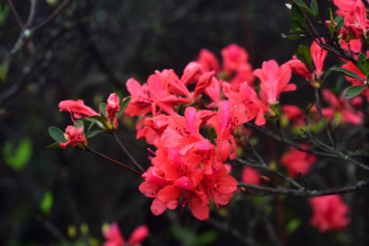 万壑树参天千山响杜鹃赏析,万壑树参天千山响杜鹃