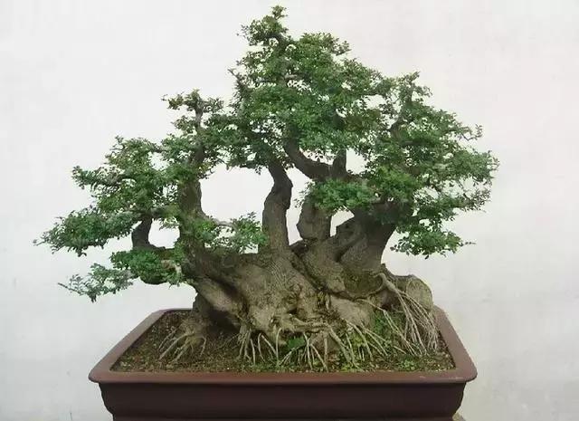 北方室外过冬的盆景对节白蜡盆景,小叶女贞和对节白蜡哪个适合盆景