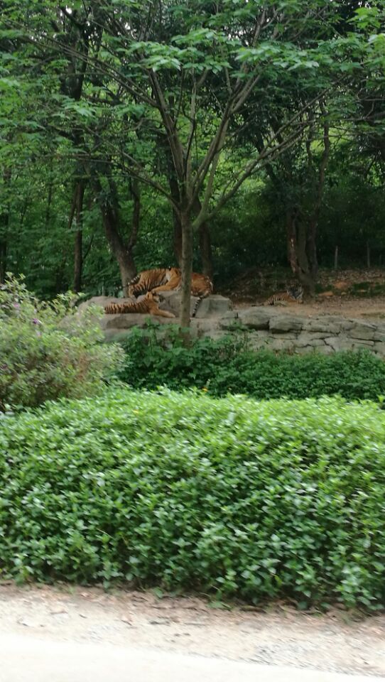 广东长隆野生动物园旅游攻略图片,长隆野生动物园国宝有几只