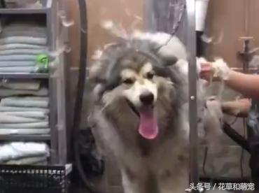 为什么越来越少人养阿拉斯加,阿拉斯加五个月换毛正常吗