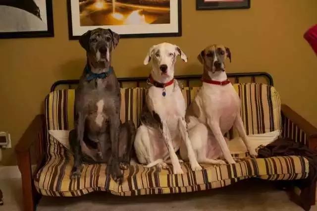 好想领养一只小型的狗,诚心诚意想领养一只宠物狗