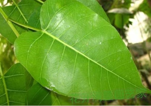 花开满屋园艺家一叶，一菩提，3500年了，只为了