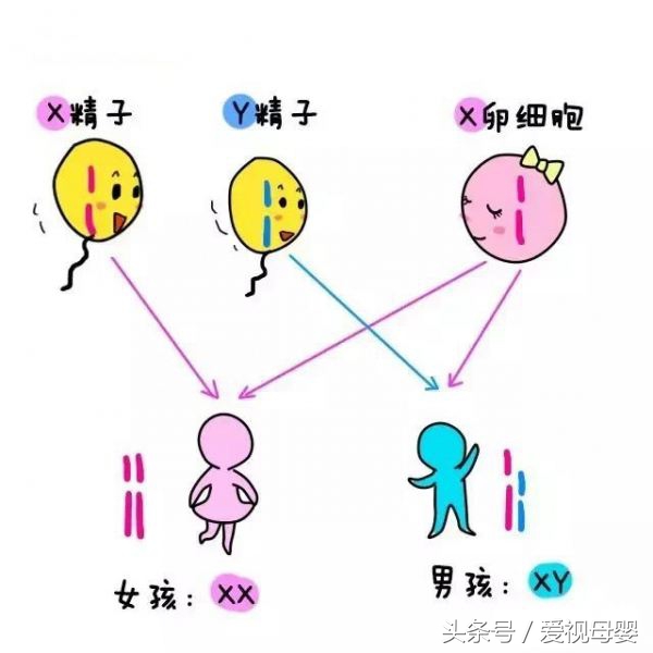 生男还是生女，你真的可以自己来决定！