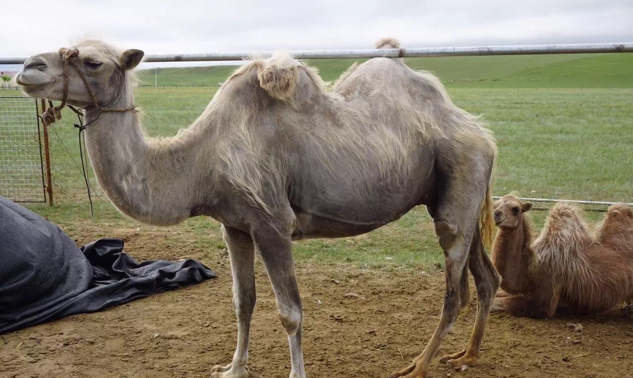 正蓝旗蟹岛度假村门票,内蒙古正蓝旗蟹岛度假村