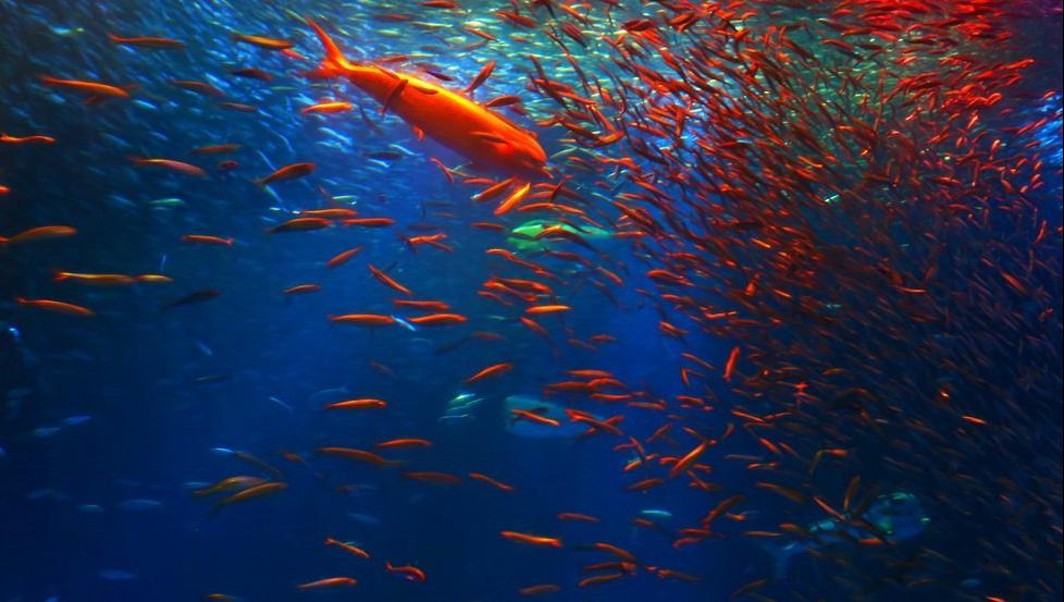 十月一出游去哪里好玩,国庆节8天长假哪里旅游好玩