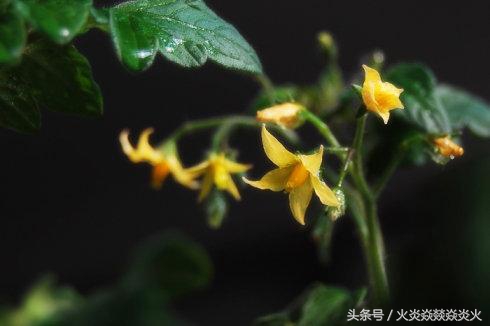西红柿不开花还想高产?别做梦了,还是想想怎么让开花吧