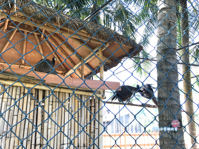 带孩子去三亚旅游吃什么,带小孩去三亚看海攻略