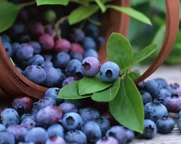 贵阳这个季节水果采摘线路，错过又要等一年