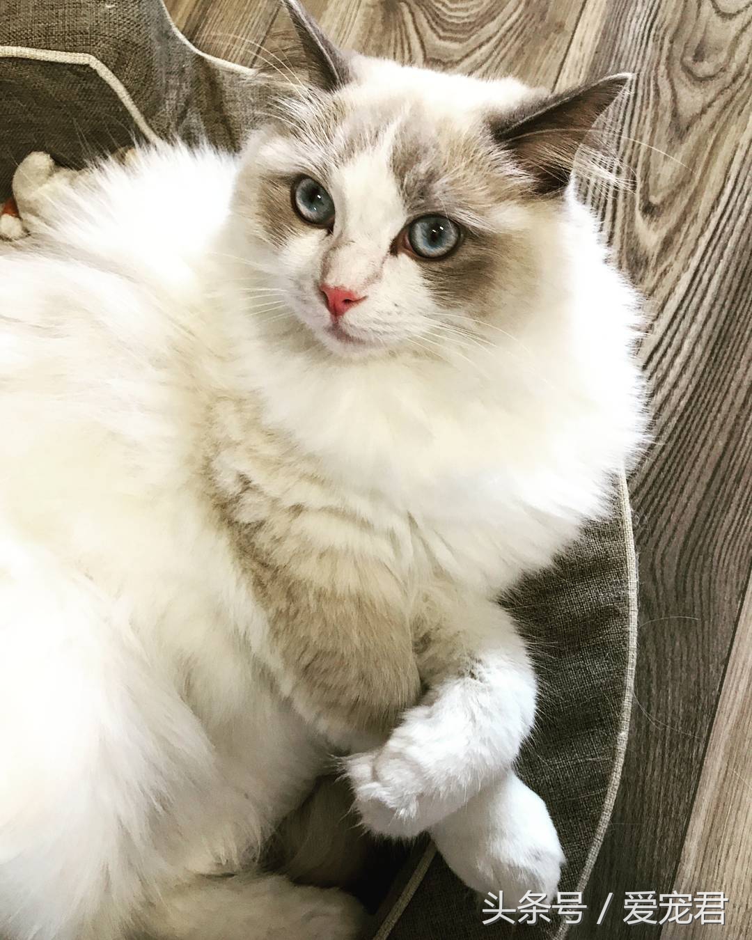 猫咪郁闷应该怎么办,猫咪郁闷怎么办