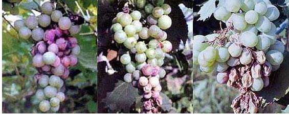 红提常见病害表现,红提得白腐病怎么治