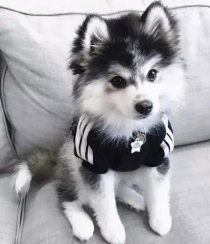 狗狗被臭到后的反应,狗狗被螨虫咬是什么样子的