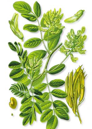 神农本草都有些啥药,神农本草经好多药找不到