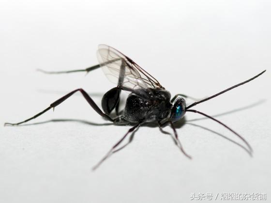 10个昆虫的真面目,10种常见的昆虫都有什么