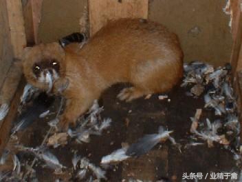 鸡被不明生物全部咬死了,鸡被不明动物咬死