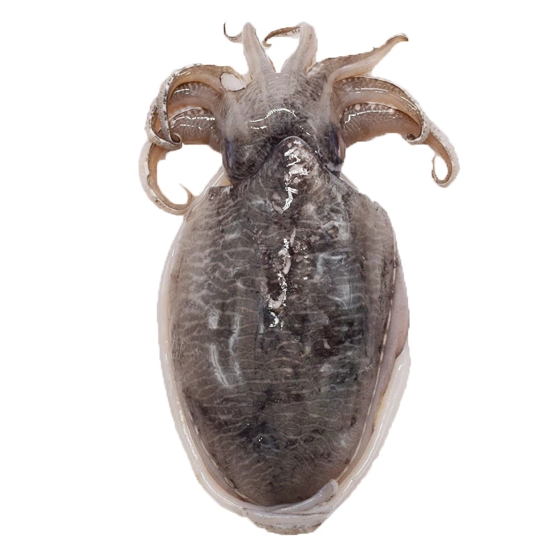 八爪鱼是鱿鱼还是墨鱼图片,墨鱼八爪鱼章鱼有什么区别