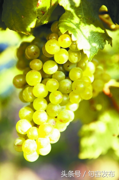 中国句容第十届丁庄葡萄节,中国江苏句容第十届丁庄葡萄节