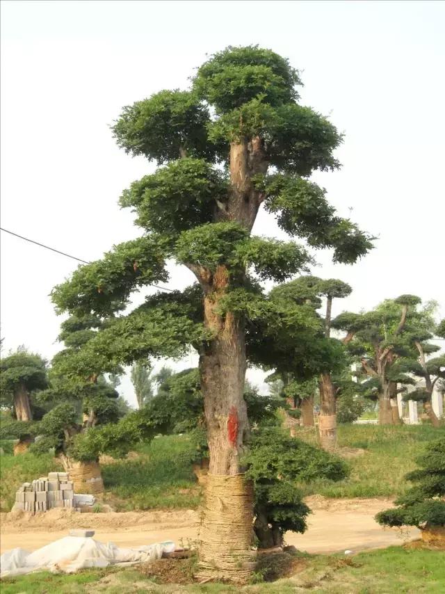 北方室外过冬的盆景对节白蜡盆景,小叶女贞和对节白蜡哪个适合盆景