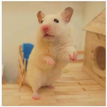 仓鼠宠物沟通,仓鼠宠物怎么上手训练