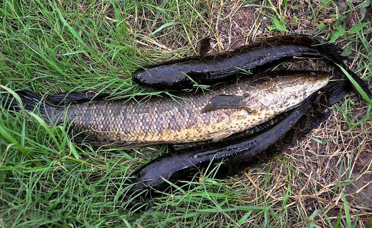 专家说鱼头小孩不能吃,鱼头哪一部分是小孩不能吃的