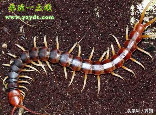 蜈蚣黑斑病怎么治疗,蜈蚣黑斑病的症状及治疗