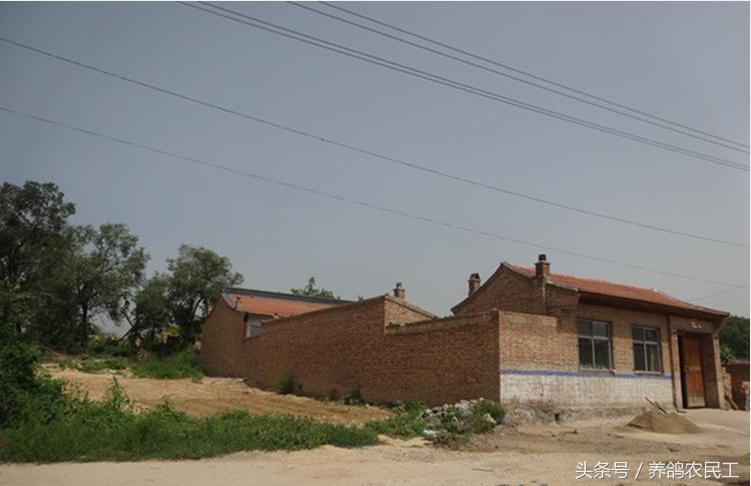 养鸽农民工探访资深鸽友，毫无保留的倾囊相授信鸽可以这样玩！