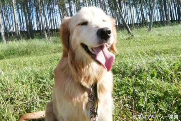 金毛大半夜发出大叫吓了主人一跳，查明金毛大叫的原因她想打狗