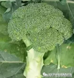 西兰花黑心是什么原因引起的,西兰花黑心病用什么药