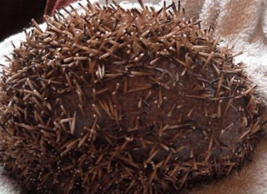 大妈散步时踢到带刺小球，打开手电后一看，转身跑去医院