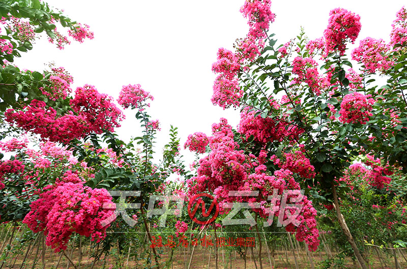 紫薇花盛开在老乐山深处