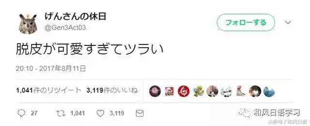 日本可爱小壁虎,日本宠物壁虎