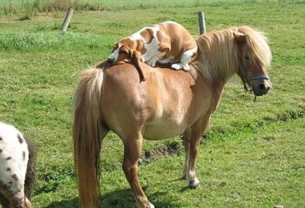 十二生肖五行与属相配对,属相蛇与十二生肖配对排名