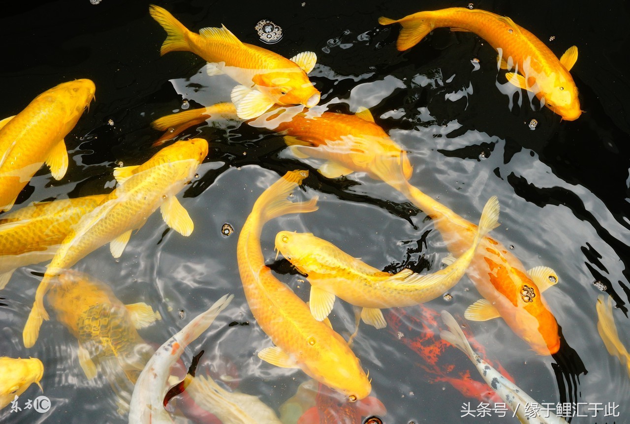 鱼池水浑怎么办,鱼池有鱼腥味