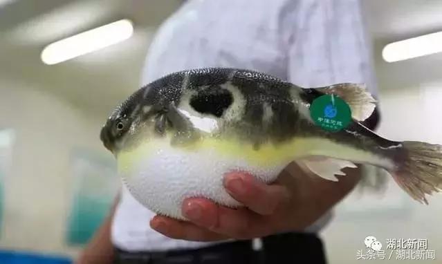 中国十大毒性最强动物,十大最强剧毒动物