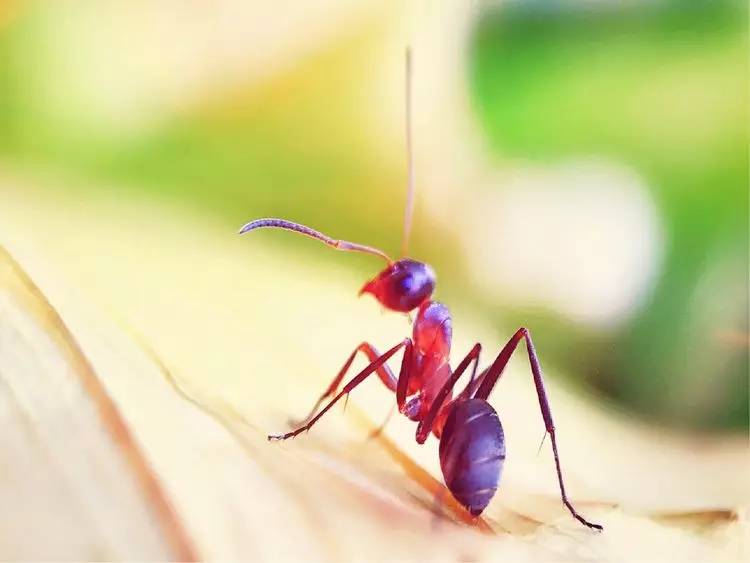 手机怎么玩转拍摄,手机怎样微距拍照