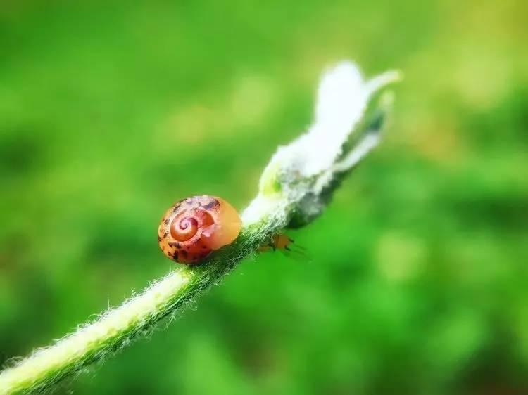 手机怎么玩转拍摄,手机怎样微距拍照